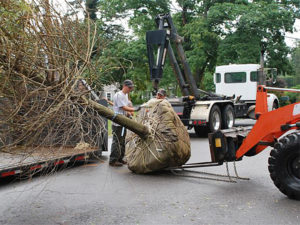 Tree Care and Tree Installation in Massachusetts