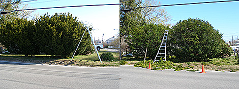 Hedge Pruning in Marshfield, MA - Before and After