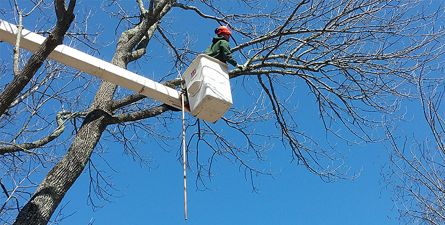 Tree Pruning with a Bucket Truck