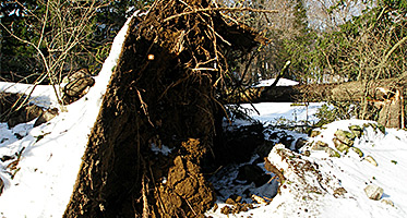 Tree Removal of Fallen Tree