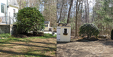 Tree Transplanting - Before and After